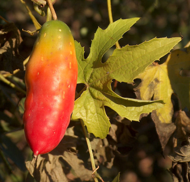 Coccinea palmata